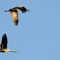 Pair of Common Cranes (Grus grus) AKA Eurasian Crane, UK